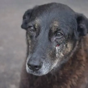 O cão Orelha e a cadela do fascismo