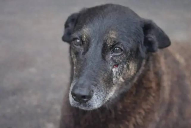 O cão Orelha e a cadela do fascismo