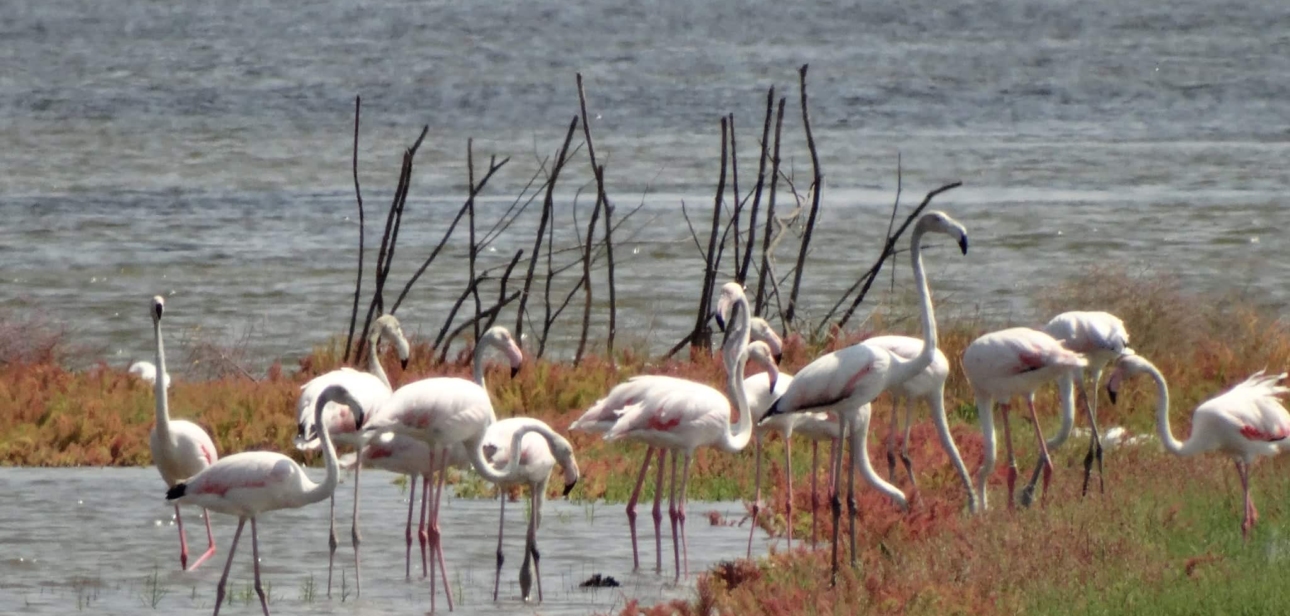 ‘Buffet Table’ For Migratory Birds, Montenegrin Saltworks Emerges as EU Benchmark