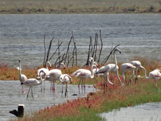 ‘Mesa de buffet’ para aves migratórias, salinas montenegrinas emergem como referência da UE