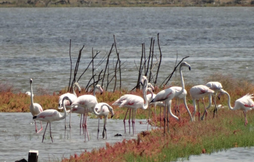 ‘Mesa de buffet’ para aves migratórias, salinas montenegrinas emergem como referência da UE